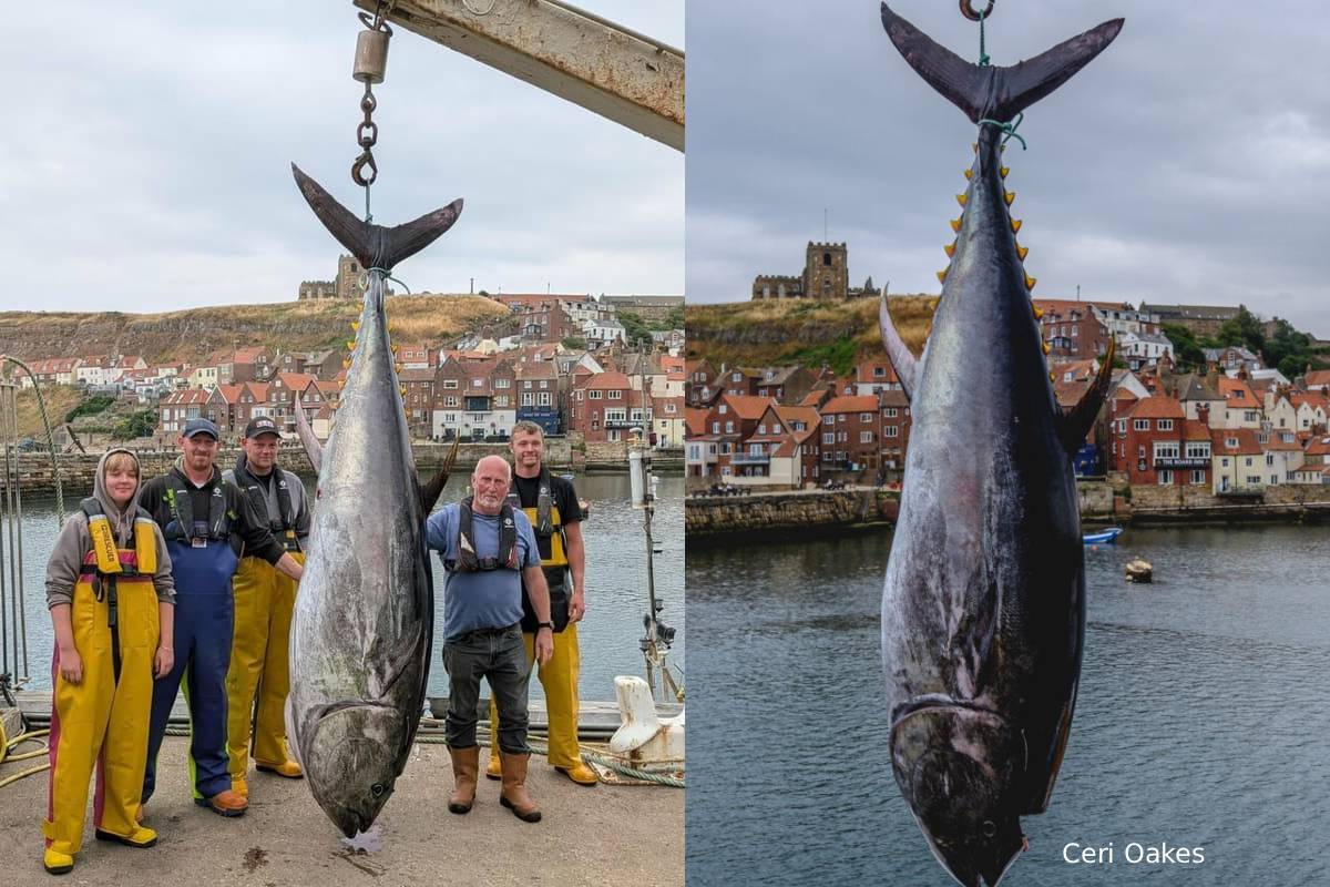 Scientists explain reason of bluefin tuna in uk sea Scientists explain reason of bluefin tuna in uk sea
