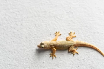 வீடுகளில் பல்லி தொல்லையா? செலவே இல்லாமல் ஓட ஓட விரட்டலாம்