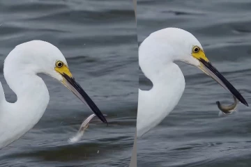 Viral Video: நாரையிடம் சிக்கிய மீன்... துடிதுடித்து தப்பிக்க நடக்கும் போராட்டம்
