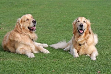 வெளிநாடுகளிருந்து இறக்குமதி செய்யப்படும் செல்லப் பிராணிகளை தனிமைப்படுத்த முடிவு