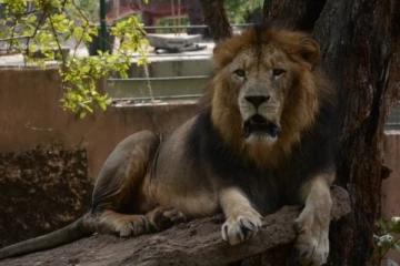 மிருகங்களிடம் இருந்து மனிதர்களுக்கு கோவிட் பரவுமா? பேராசிரியர் வெளியிட்ட தகவல்