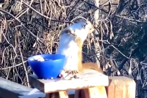 அணில் குட்டியின் வேறலெவல் ரியக்சன்! கிரங்கி போய் சுழன்று நிற்கும் காட்சி | Squirrel Viral Videos Funny News