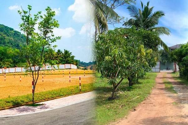 இலங்கையில் காணி விலைகளில் ஏற்பட்டுள்ள மாற்றம் | Rising Land Prices In Colombo
