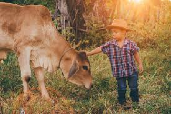 பசுமாட்டுடன் விளையாடிய சிறுவனுக்கு நேர்ந்த துயரம் | Child Dies Dragged By A Rope Tied To A Cow
