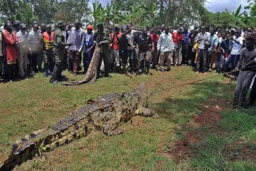 80 பேரை கொன்று தின்ற முரட்டு முதலை: இப்போது என்ன ஆனது தெரியுமா?