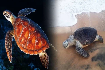 மட்டக்களப்பில் உயிரிழந்த நிலையில் கரை ஒதுங்கிய கடல் ஆமை