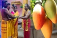 ஒரே ஒரு மாம்பழம் மூன்று இலட்சமா..! வவுனியாவில் நடந்த சம்பவம்
