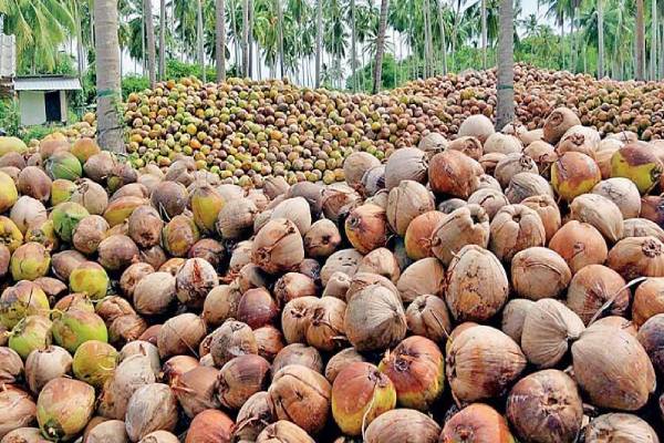 தேங்காய் விலையில் ஏற்பட்டுள்ள மாற்றம் | Coconut Price Increase In Sri Lanka