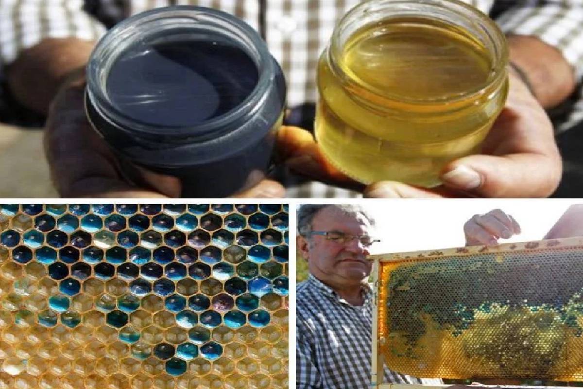 உலகிலயே மிக அதிசயமான நீல நிற தேன்! பின்னணியில் இருக்கும் காரணம் என்ன? | Where Does Blue Honey Come From