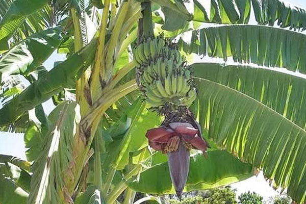 திருமண தடைகள் விலக வாழைமர வழிபாடு | Benefits Of Banana Tree Worship