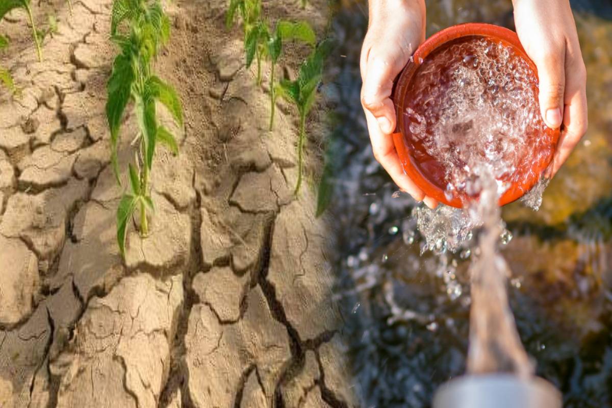நீர் பற்றாக்குறையால் கருகும் பயிர்கள் - விவசாயிகள் விடுத்துள்ள அவசரக் கோரிக்கை | Crops Wilt Due To Lack Of Water