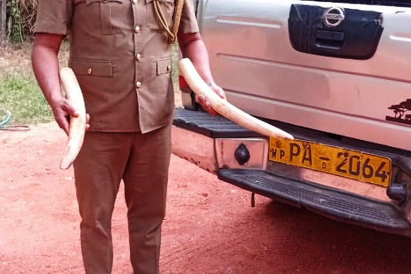 யானையை கொன்று தந்தத்தை வெட்டிய நால்வர் கைது! | Four Suspects Arrested With Two Elephant Tusks