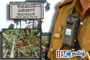 மன்னாரில் மாடு திருடியவர்களை மடக்கிப்பிடித்த இளைஞர்கள்