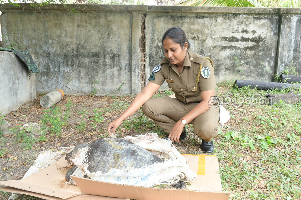 புத்தளத்தில் உயிரிழந்த நிலையில் மீட்கப்பட்ட ஆமை (Photos) | Dead Tortoise Was Rescued In Puttalam