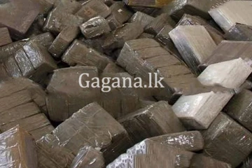 රේගුවෙන් ඇල්ලු හෂීස් තොගය.