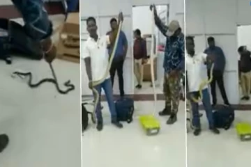 விமான நிலையத்திற்கு 22 பாம்புகளுடன் வந்த பெண்ணால் பரபரப்பு!