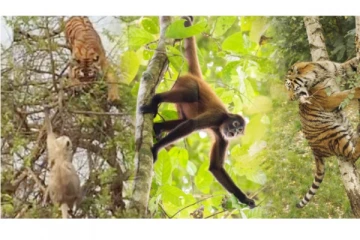 ஏ.. இங்க வா... ஏ.. இப்படி வா... வெறியோடு கொதற வந்த புலியை ஆட்டம் காட்டிய குரங்கு!