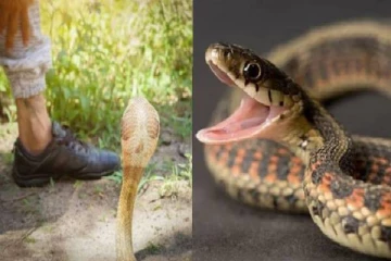 யாழில் பாம்பு கடிக்கு இலக்கான இளைஞர் ஒருவர் பரிதாபமாக உயிரிழப்பு