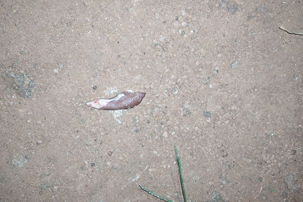 இலங்கையில் காதை கடித்து துப்பிய நபரால் பரபரப்பு! | A Mans Ear Was Bitten And Spat At In Vavuniya