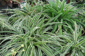 ඔබේ නිවස සහ කාර්යාලයේ වාතය ස්වභාවිකව පිරිසිදු කරන ගෘහස්ථ ශාක 5ක් මෙන්න...(Photos)