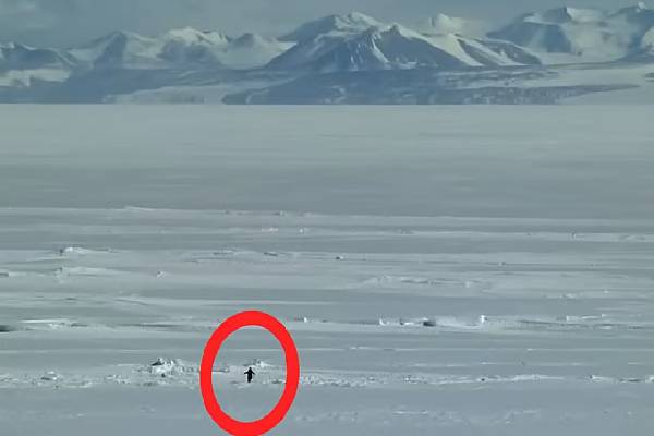 உலகையே வியப்பிலும் குழப்பத்துக்கும் ஆளாக்கிய ஒற்றை பென்குயின் ; வைரலாகி வரும் வீடியோ | Single Penguin Has Left World Awe And Confusion உலகையே வியப்பிலும் குழப்பத்துக்கும் ஆளாக்கிய ஒற்றை பென்குயின் ; வைரலாகி வரும் வீடியோ | Single Penguin Has Left World Awe And Confusion