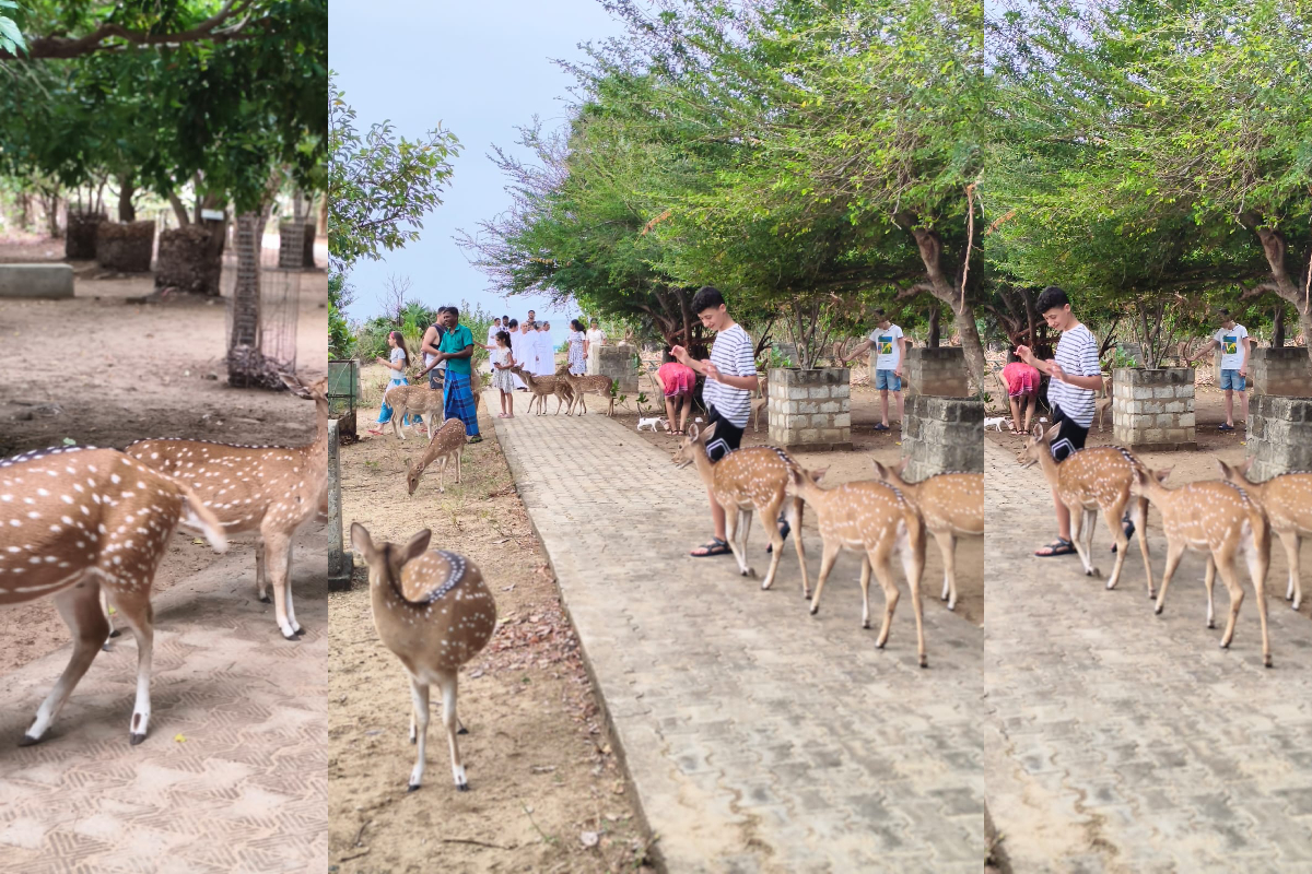 சுற்றுலா பயணிகளை கவரும் திருகோணமலை மான்கள்! | Trincomalee Deer Attract Tourists