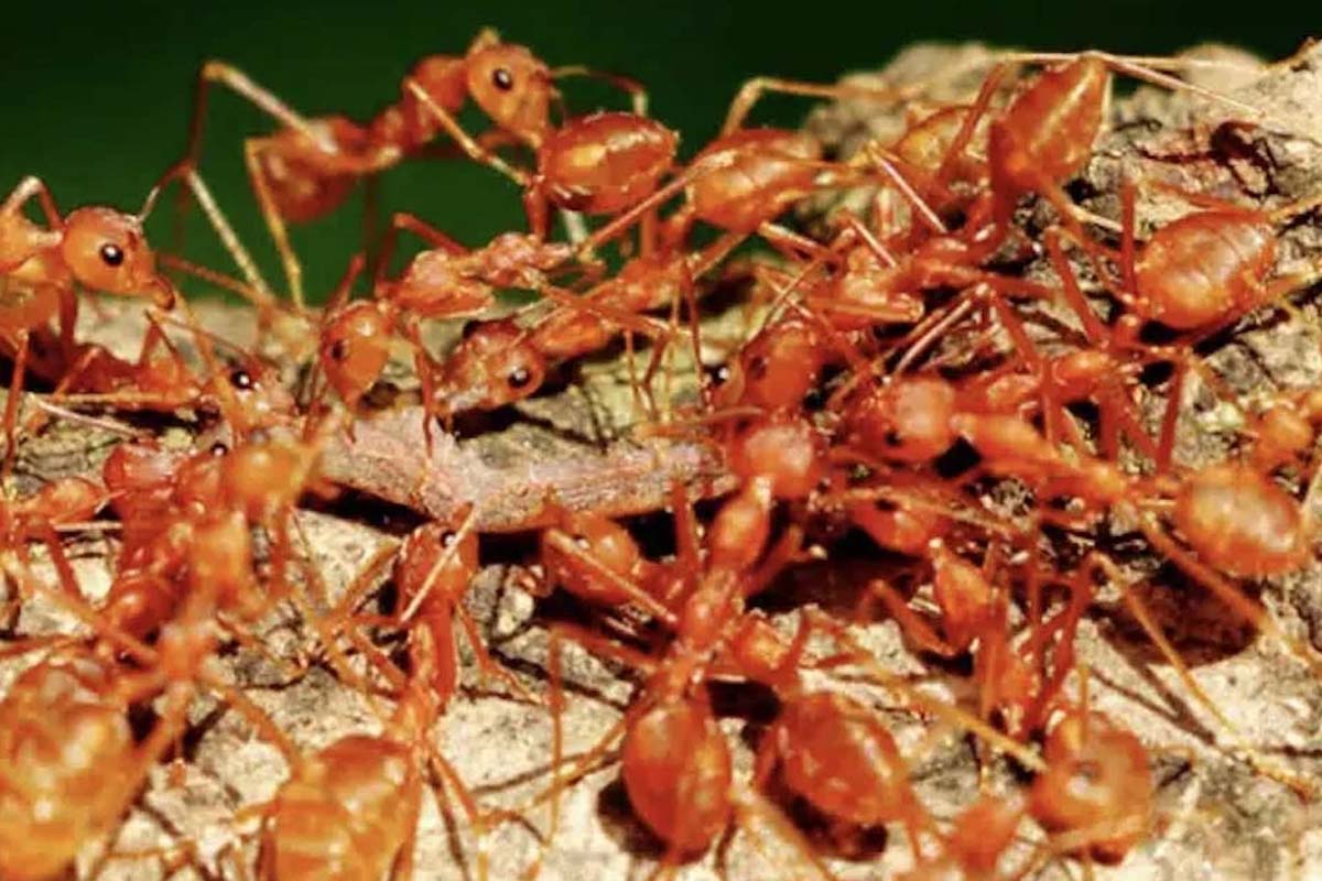 Interesting Fact: உலகத்திலேயே ஒரு எறும்பு கூட இல்லாத இடம் எது தெரியுமா? | Interesting Facts Only Place World With No Ants Interesting Fact: உலகத்திலேயே ஒரு எறும்பு கூட இல்லாத இடம் எது தெரியுமா? | Interesting Facts Only Place World With No Ants