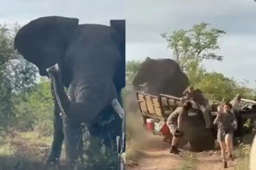 இனப்பெருக்க காலத்தில் ஆண் யானையிடம் சிக்கிய சுற்றுலாப்பயணிகள்: ஒரு திகில் வீடியோ