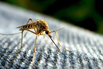 மீண்டும் டெங்கு நோய் அபாயம்: மக்களுக்கு விடுத்துள்ள எச்சரிக்கை - செய்திகளின் தொகுப்பு (Video)