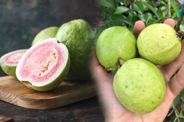 தினமும் ஒரு கொய்யாப்பழம்.., கிடைக்கும் நன்மைகள் என்னென்ன? | Health Benefits Of Eating One Guava Daily In Tamil