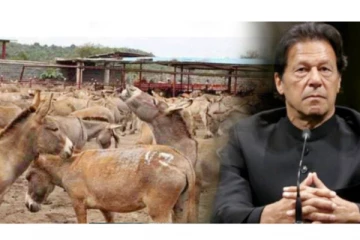 பாகிஸ்தானிடமிருந்து ஆயிரக்கணக்கான கழுதைகளை வாங்கி குவிக்கும் சீனா! வெளியான பின்னணி!
