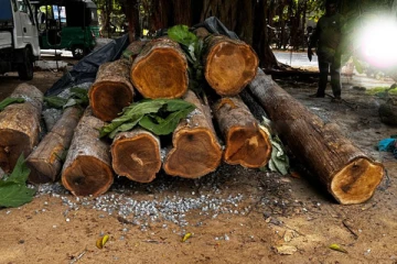 யாழில் பிடிபட்ட பெறுமதியான தேக்கு மர குற்றிகள்