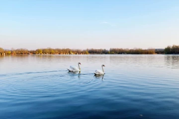 பிரித்தானிய ஏரி ஒன்றில் மர்ம உயிரினம்... சிறுபிள்ளைகளுக்கும் செல்லப்பிராணிகளுக்கும் எச்சரிக்கை
