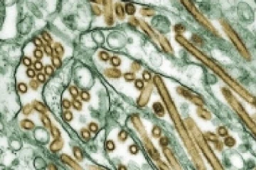 கனடாவின் இந்தப் பகுதியில் பறவை காய்ச்சல்