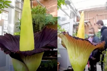 10 வருடங்களுக்கு பிறகு மலர்ந்த ராட்சத பூ....குடும்பமே சேர்ந்து செய்த சாதனை!