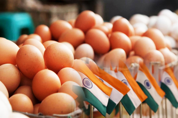 இந்தியாவில் இருந்து இறக்குமதி செய்யப்படவுள்ள முட்டைத் தொகுதி நாளை நாட்டிற்கு - ஐபிசி தமிழ்