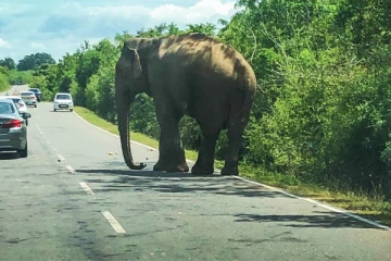 மட்டக்களப்பில் வீதியில் நிற்கும் யானைகளால் அச்சத்தில் வாழும் கிராம மக்கள்
