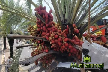 காத்தான்குடியில் காய்த்து குலுங்கும் பேரீத்த மரங்கள்