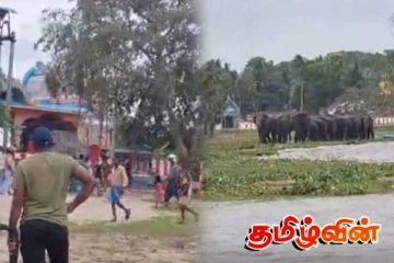 மட்டக்களப்பு- மண்முனை மேற்கு பிரதேசத்திற்குள் நுழைந்த 20 இற்கும் மேற்பட்ட காட்டு யானைகள்