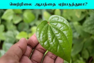 Betel Leaf: வெற்றிலை உடம்பிற்கு நன்மையா? தீமையா?