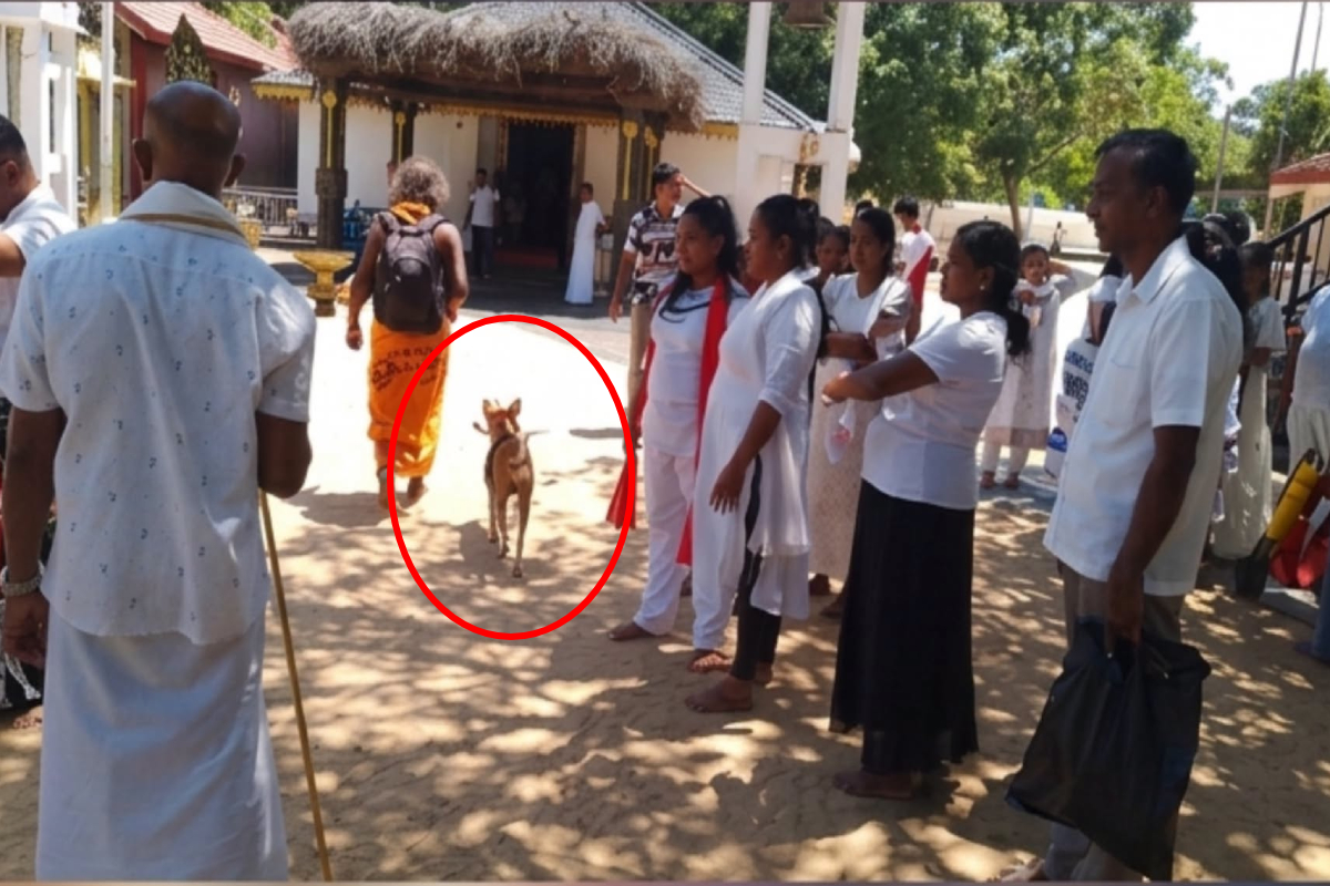 36 நாட்கள் பாத யாத்திரை; கதிர்காமம் சென்றடைந்த "சுப்ரமணியம்"; இணையவாசிகள் மகிழ்ச்சி | Subramaniam Dog Pilgrimage Arrived At Kataragama