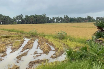 சீரற்ற காலநிலை காரணமாக விவசாயிகள் பாதிப்பு (Photos)