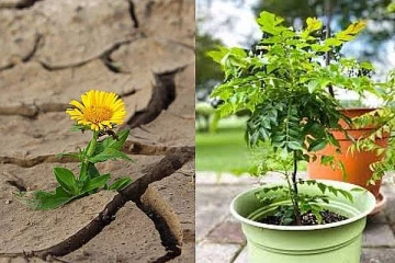 இந்த மரம் வீட்டில் இருந்தால் பண கஷ்டம் உண்டாகும்? எந்த மரம் தெரியுமா?