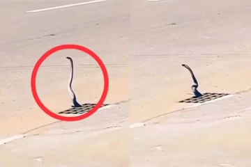 நடுரோட்டில் மனிதர்களை போன்று கம்பீரமாக நின்ற நாகப்பாம்பு! திகிலடைய வைத்த காட்சி