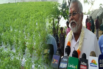 கிளிநொச்சியில் நவீன மிளகாய் செய்கையை பார்வையிட்ட டக்ளஸ்