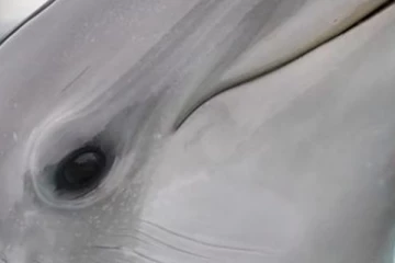 உலகிலேயே மனிதர்களுக்கு அடுத்து அதிக புத்திசாலியான விலங்கு: எது தெரியுமா?