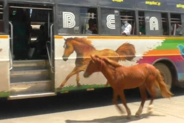 தாய் என நினைத்து போஸ்டர் பின்னால் ஓடி சென்ற குதிரை குட்டி! இதயத்தை உருக்கும் புகைப்படம்