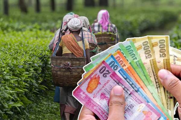 பெருந்தோட்ட தொழிலாளர்களுக்கான சம்பளம் அதிகரிப்பு | Salary Increase For Plantation Workers பெருந்தோட்ட தொழிலாளர்களுக்கான சம்பளம் அதிகரிப்பு | Salary Increase For Plantation Workers