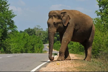 காட்டு யானை தாக்கி இருவர் பரிதாப மரணம்