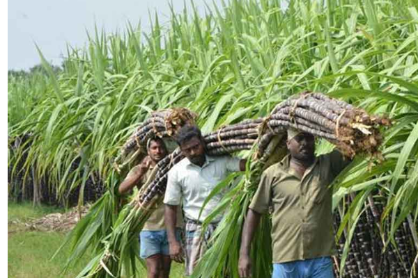 அனைத்து அரச நிறுவனங்களில் கட்டாயமாக்கபட்டுள்ள புதிய நடைமுறை | Government Institutions Mandatory Use Brown Sugar